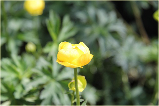 Pełnik europejski Trollius europaeus