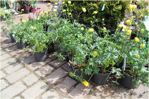 Pełnik europejski Trollius europaeus