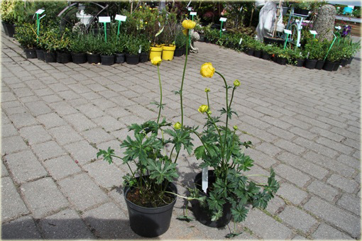 Pełnik europejski Trollius europaeus