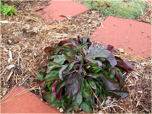 Penstemon naparstnicowaty Husker Red Penstemon digitalis