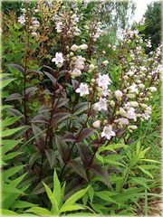 Penstemon naparstnicowaty Husker Red Penstemon digitalis