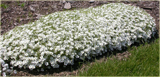 Piaskowiec górski Arenaria montana