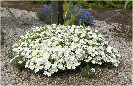 Piaskowiec górski Arenaria montana