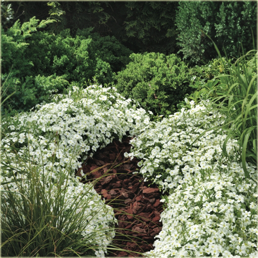 Piaskowiec górski Arenaria montana