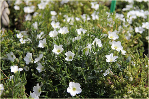 Piaskowiec górski Arenaria montana