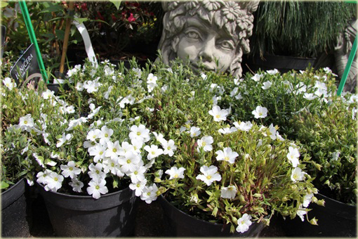 Piaskowiec górski Arenaria montana