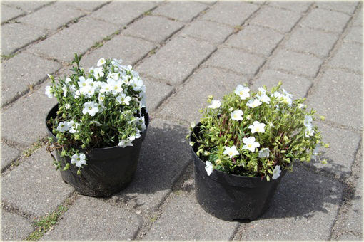 Piaskowiec górski Arenaria montana