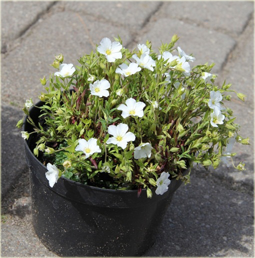 Piaskowiec górski Arenaria montana