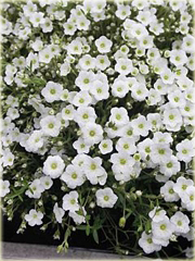 Piaskowiec górski Arenaria montana