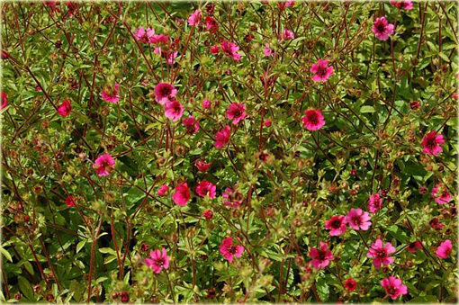 Pięciornik nepalski Ron McBeath Potentilla nepalensis