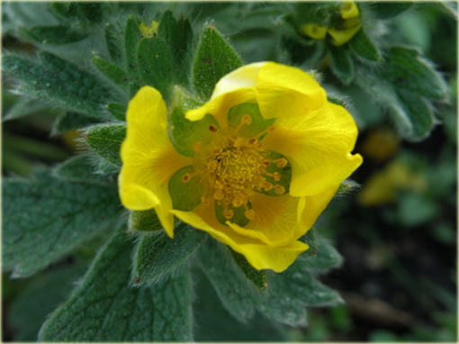 Pięciornik poziomkowaty Potentilla fragiformis