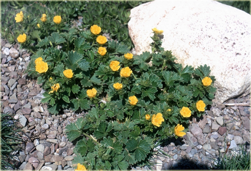 Pięciornik poziomkowaty Potentilla fragiformis