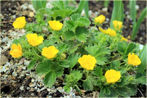 Pięciornik poziomkowaty Potentilla fragiformis