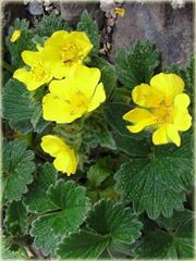 Pięciornik poziomkowaty Potentilla fragiformis