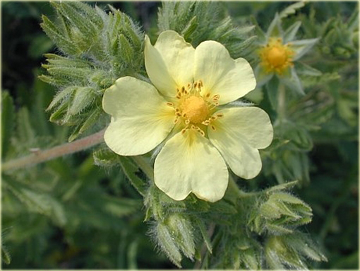 Pięciornik wyprostowany Potentilla recta
