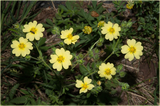 Pięciornik wyprostowany Potentilla recta