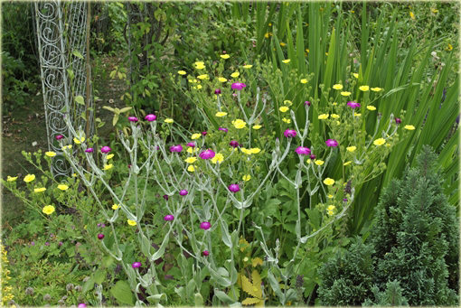 Pięciornik wyprostowany Potentilla recta