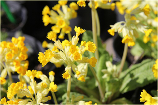 Pierwiosnek Bulleyana Primula bulleyana