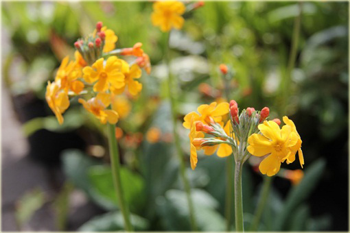 Pierwiosnek Bulleyana Primula bulleyana