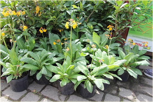 Pierwiosnek Bulleyana Primula bulleyana