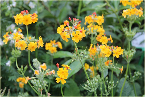 Pierwiosnek Bulleyana Primula bulleyana