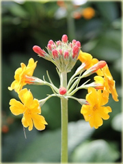 Pierwiosnek Bulleyana Primula bulleyana