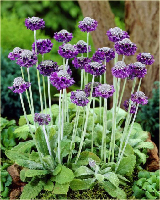 Pierwiosnek główkowaty Noverna Deep Blue Primula capitata