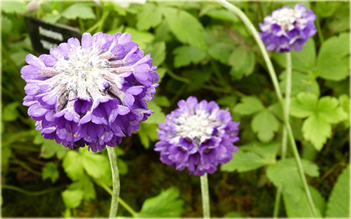 Pierwiosnek główkowaty Noverna Deep Blue Primula capitata