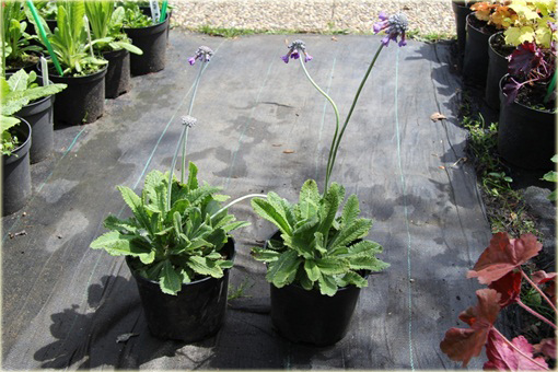 Pierwiosnek główkowaty Noverna Deep Blue Primula capitata