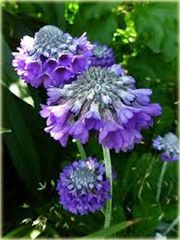 Pierwiosnek główkowaty Noverna Deep Blue Primula capitata