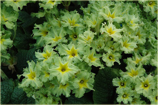 Pierwiosnek Green Lace Primula