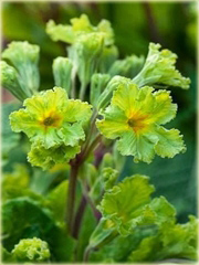 Pierwiosnek Green Lace Primula