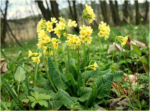 Pierwiosnek lekarski	Pure Yellow Primula veris