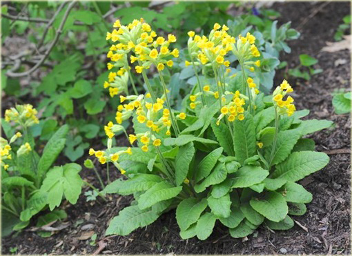 Pierwiosnek lekarski	Pure Yellow Primula veris