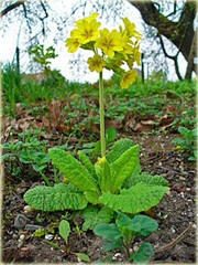 Pierwiosnek lekarski	Pure Yellow Primula veris