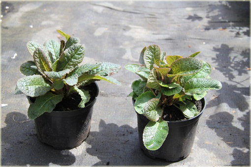 Pierwiosnek ogrodowy Goldnugget Primula elatior