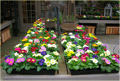 Pierwiosnek ogrodowy Goldnugget Primula elatior