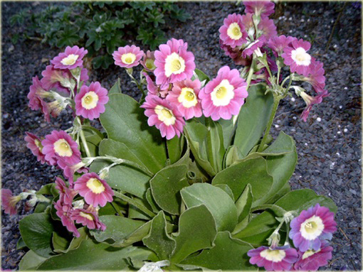 Pierwiosnek omszony Primula x pubescens