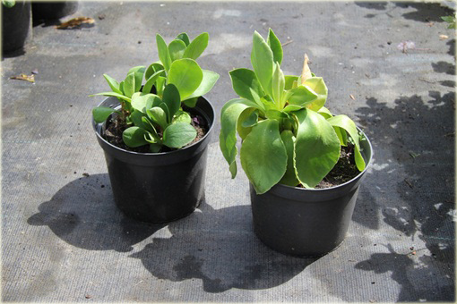 Pierwiosnek omszony Primula x pubescens