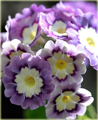 Pierwiosnek omszony Primula x pubescens