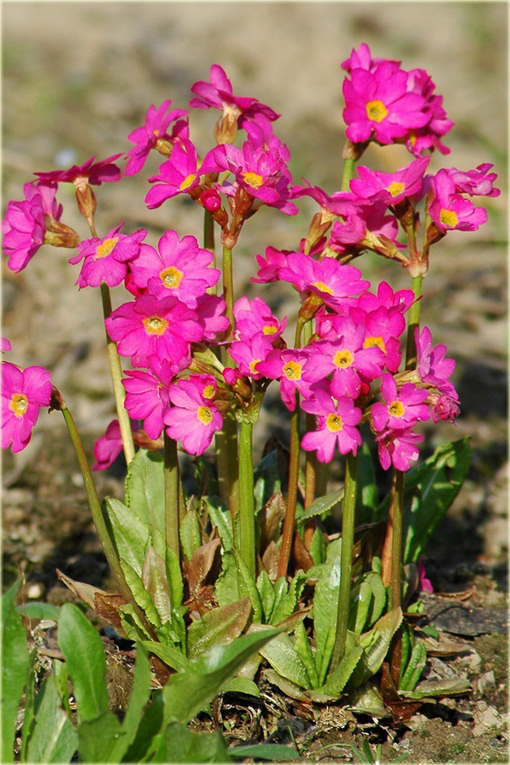 Pierwiosnek różowy Gigas Primula rosea