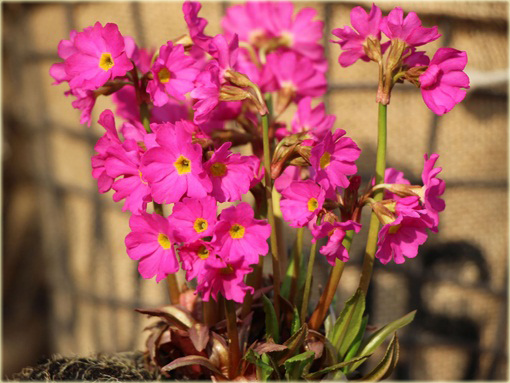 Pierwiosnek różowy Gigas Primula rosea