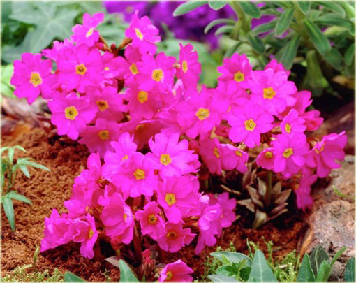 Pierwiosnek różowy Gigas Primula rosea