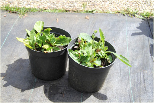 Pierwiosnek różowy Gigas Primula rosea