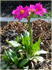 Pierwiosnek różowy Gigas Primula rosea