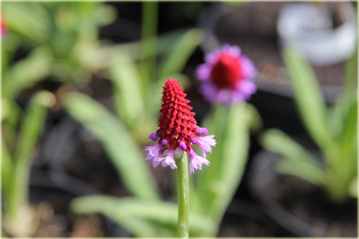 Pierwiosnek Viala Red Hot Poker Primula viali