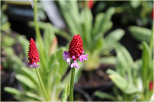 Pierwiosnek Viala Red Hot Poker Primula viali