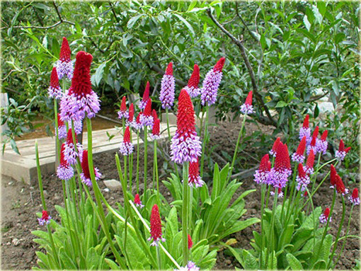 Pierwiosnek Viala Red Hot Poker Primula viali
