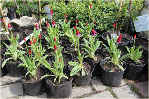 Pierwiosnek Viala Red Hot Poker Primula viali