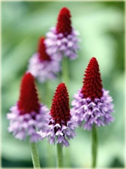 Pierwiosnek Viala Red Hot Poker Primula viali